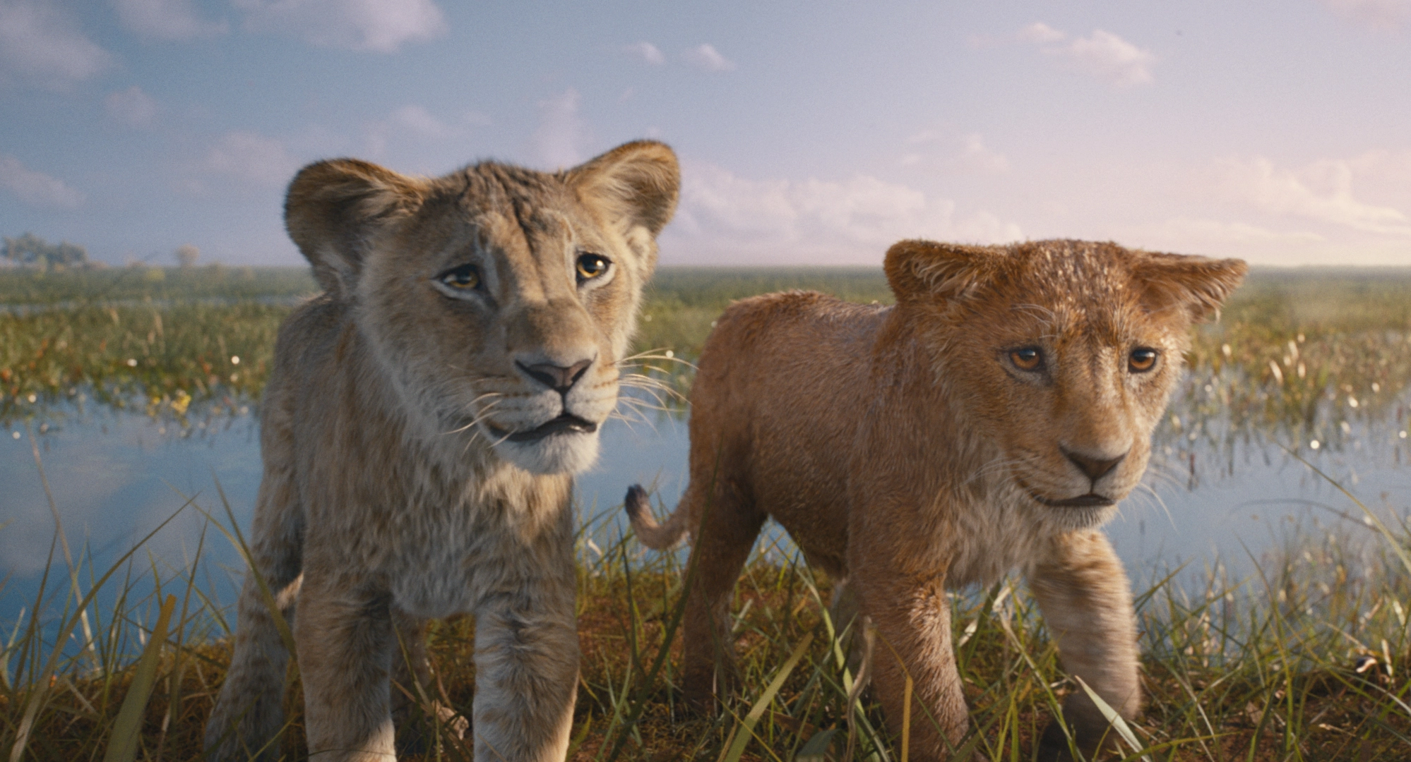 Los jóvenes hermanos, Taka y Mufasa.