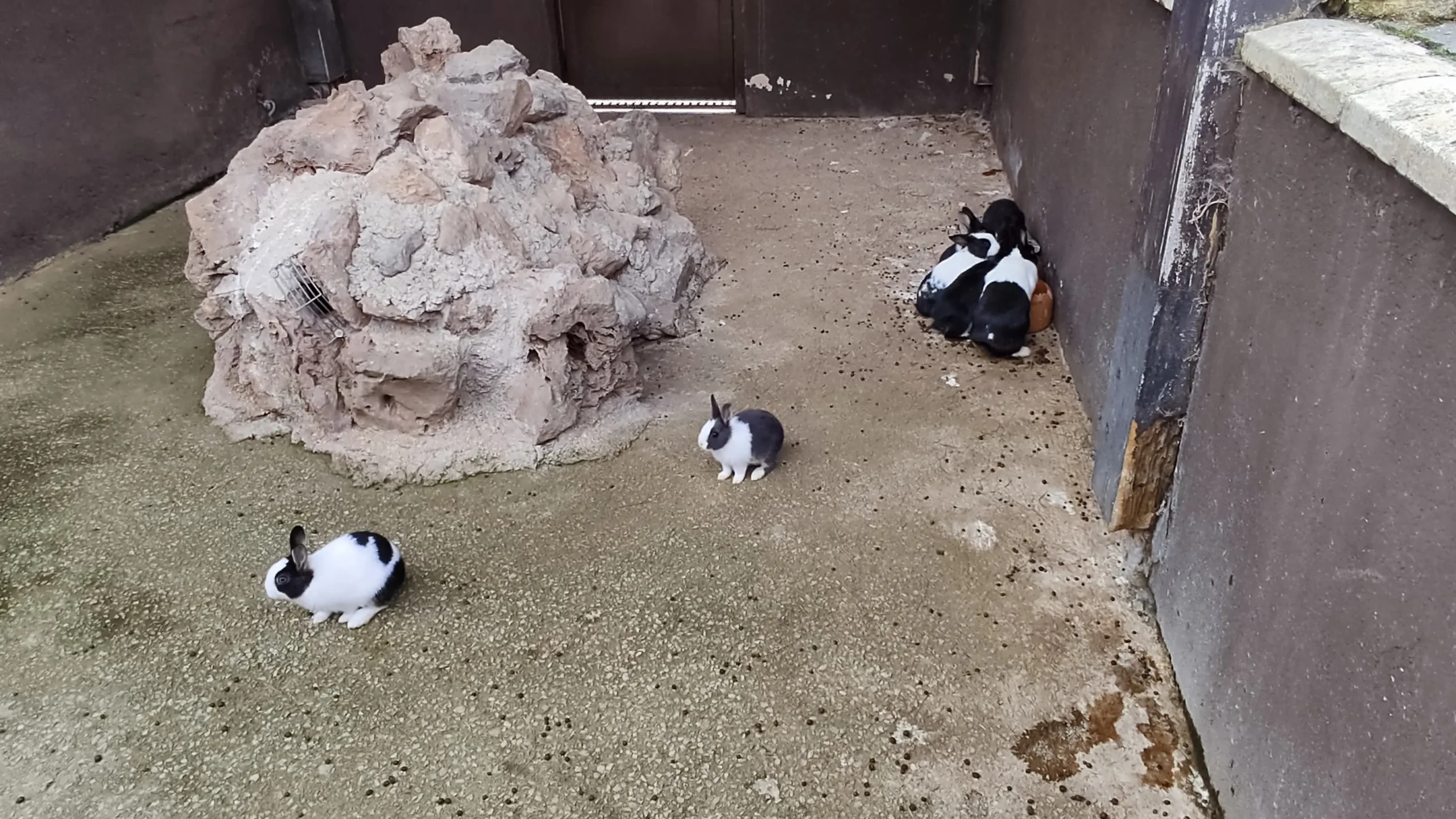 Conejos dentro de la granja.