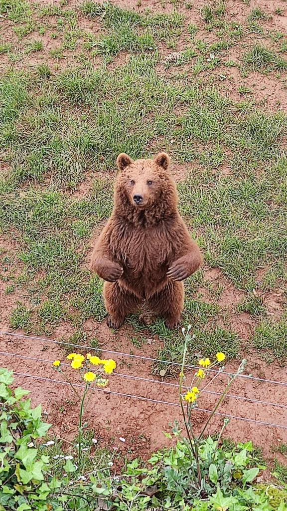 Oso posando en Cabárceno.